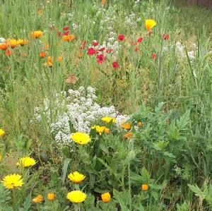 Meet your Posher, Tru